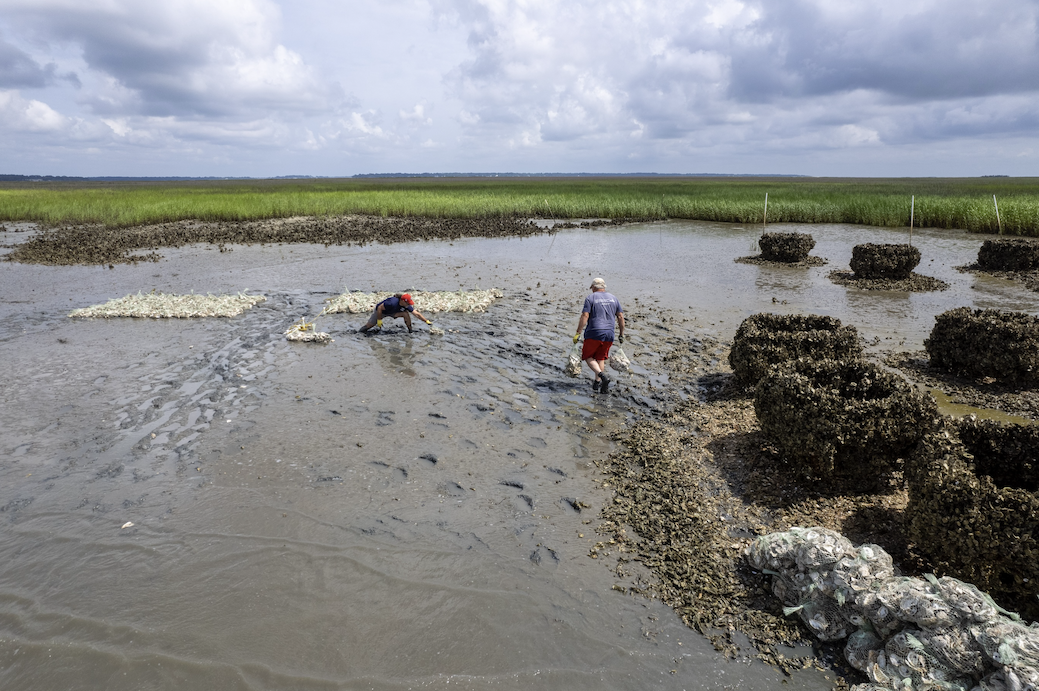 New publication: What it takes to create a successful oyster reef breakwater
